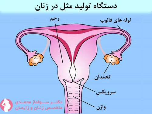 آناتومی دستگاه تناسلی زنان